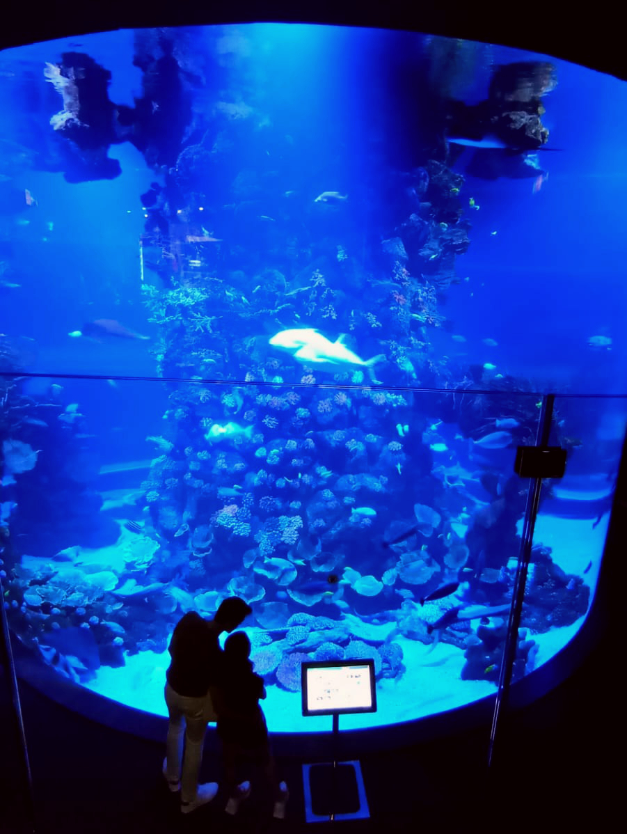 Acuario de Gran Canaria Poema del Mar