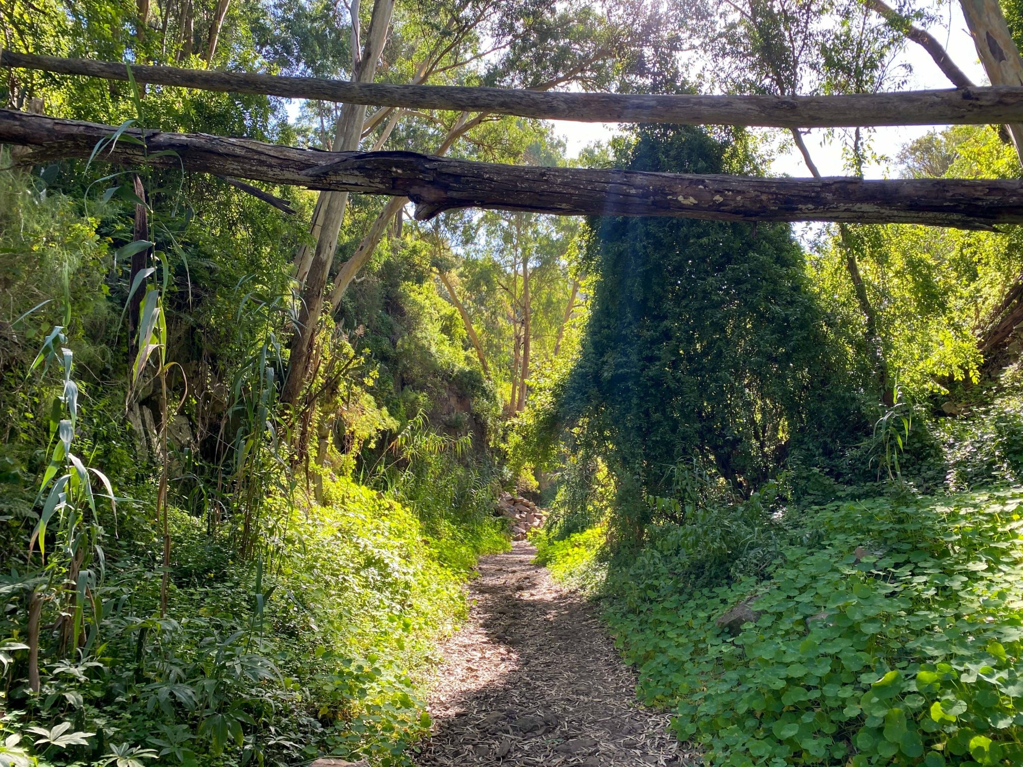 Green trail through Barranco del Álamo