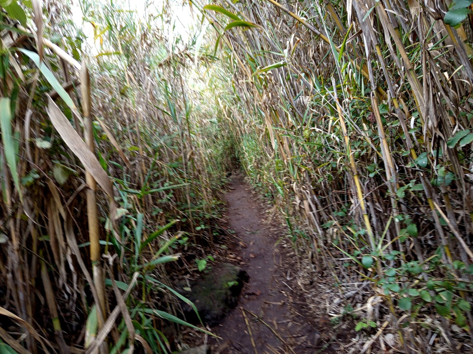 Narrow natural path through reeds in Barranco de los Cernícalos