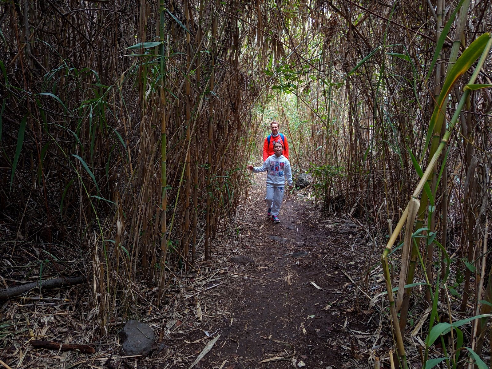 Path through tall reeds in Barranco de los Cernícalos